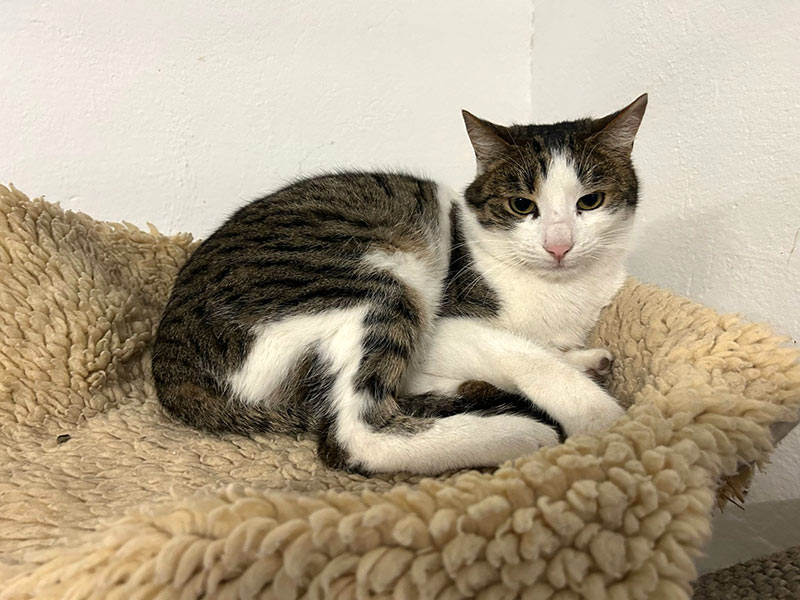 henrik katze aus dem tierheim 1