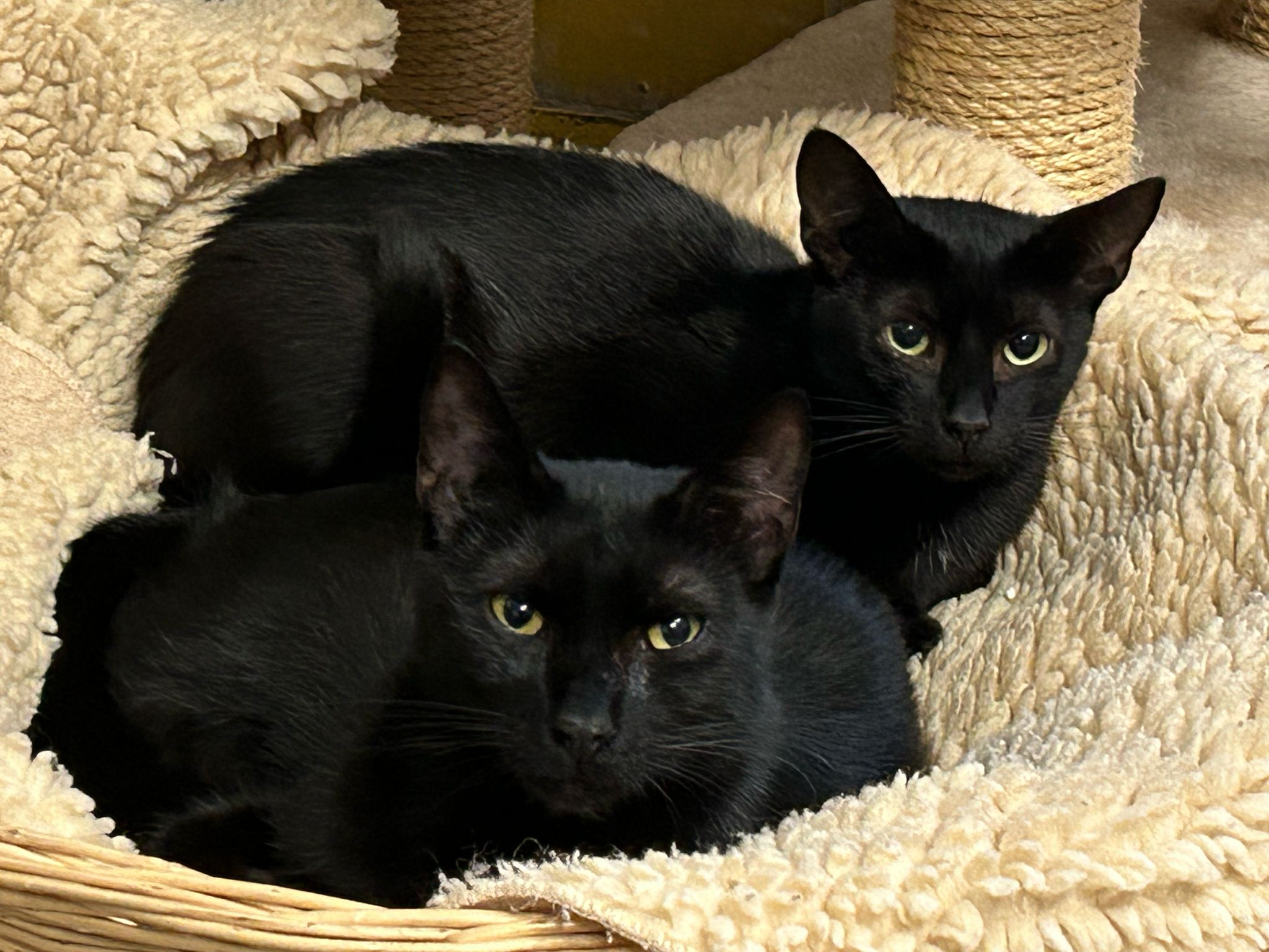 black und tereza katzen aus dem tierheim
