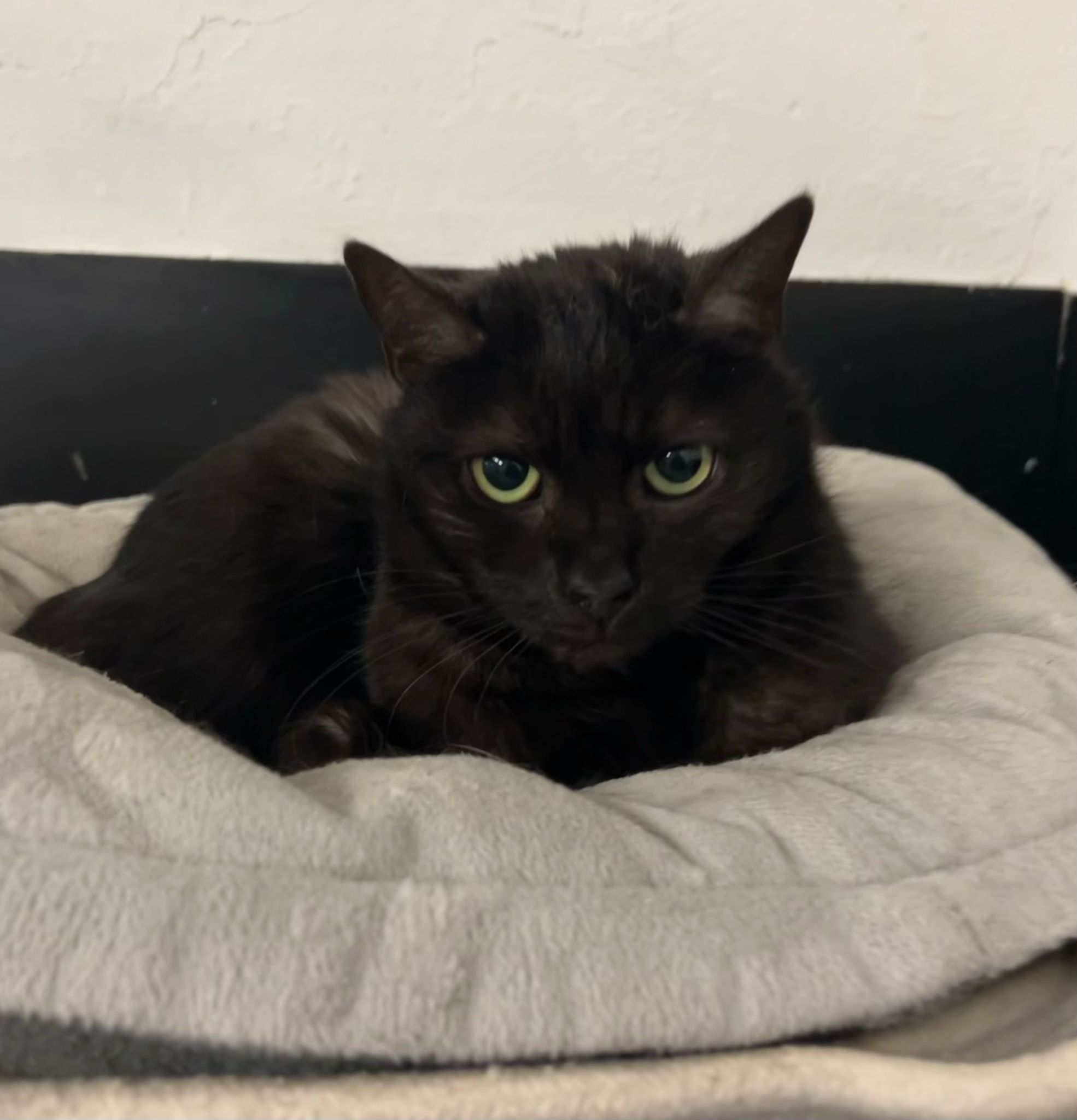 ivy katze aus tierheim