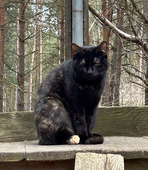 linda katze aus dem tierheim