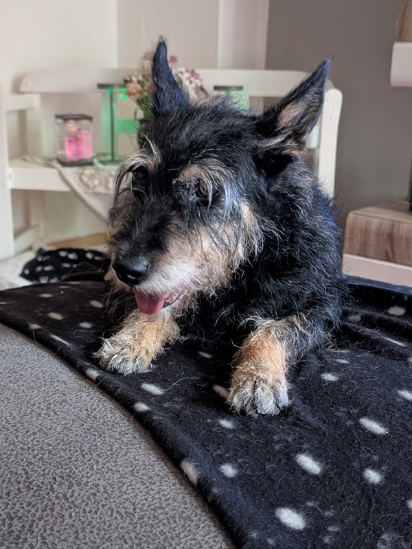 Hund Abby aus dem Tierheim
