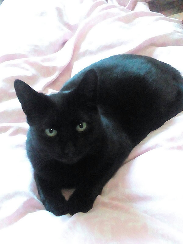 sternenkind blacky 2