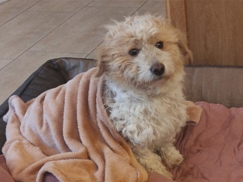 Lulu, Hund aus dem Tierheim Brandenburg