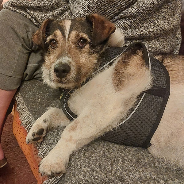 marek gluecklich hund aus dem tierheim bad belzig