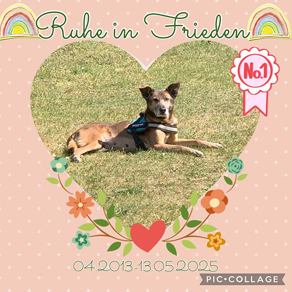 sternenkind hund dino