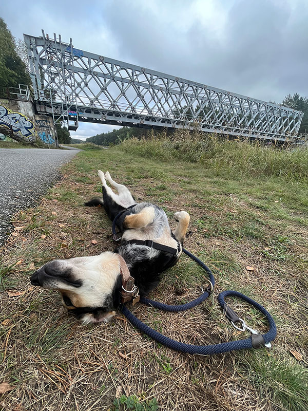 hund aus tierheim fibi 2