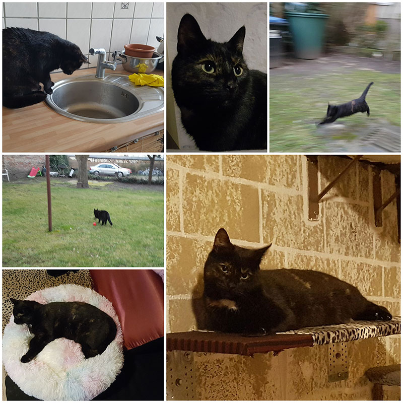 Katze Kara aus Tierheim Brandenburg