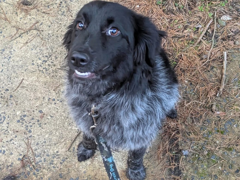 hund aus tierheim brandenburg luna 1