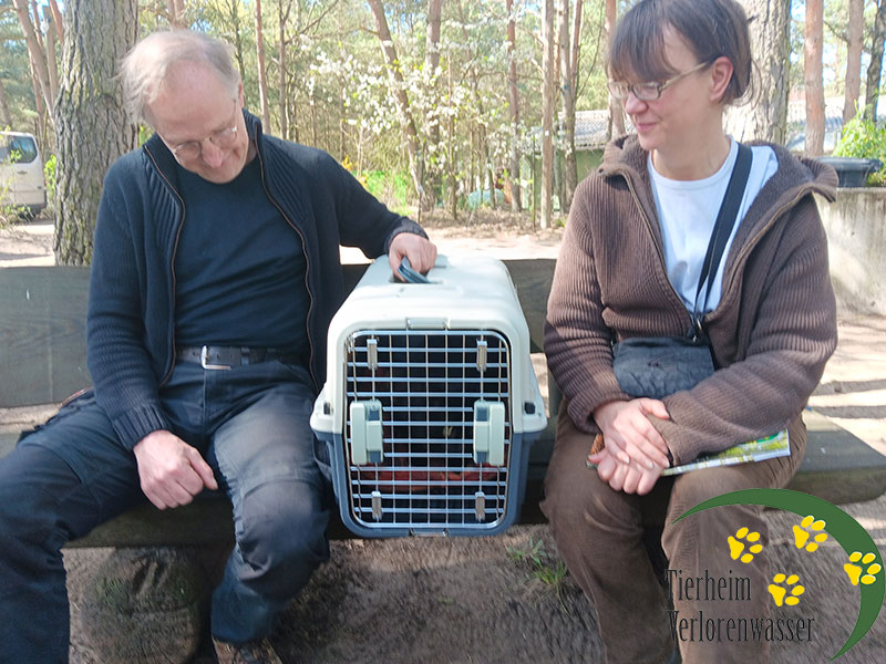 Katze Norbert - Tierheim Brandenburg