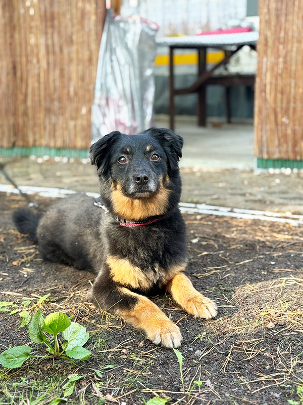 emma aus dem Tierheim