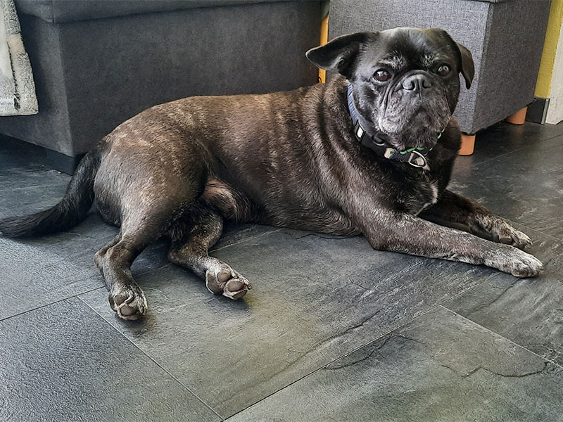 frops vermittelt hund aus dem tierheim bad belzig