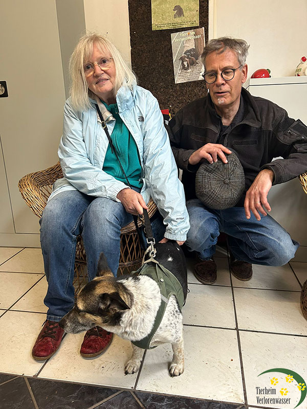 Manni - Hund aus dem Tierheim