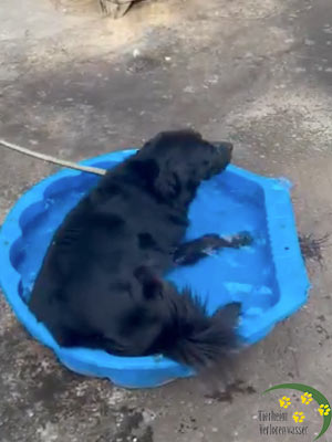 beim baden - Hund in der Hitzewelle
