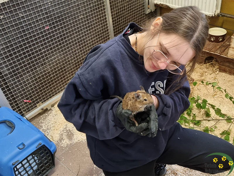 degus im tierheim