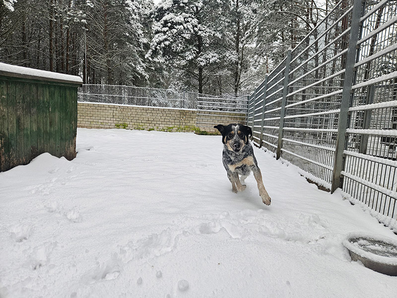 winter im waldtierheim brandenburg 1