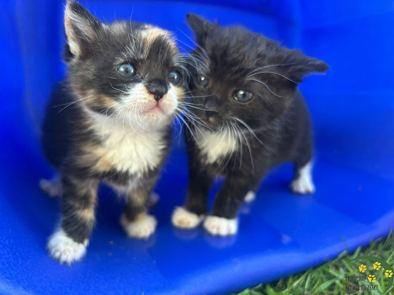 Süsse Katzenbabies im tierheim