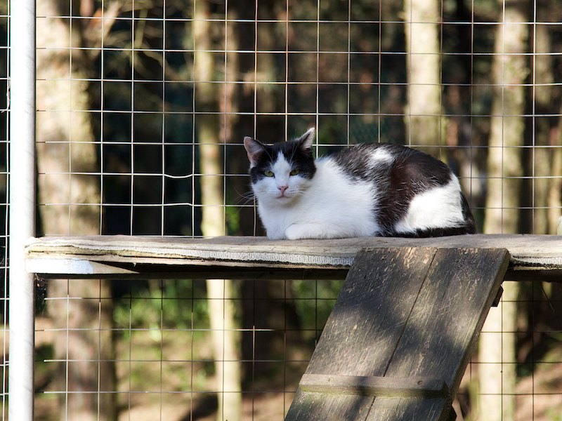 Katzenausläufe