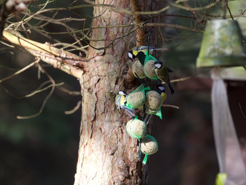 Vogelfütterung