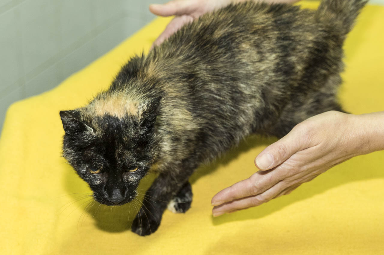 Katze im Wald angebunden