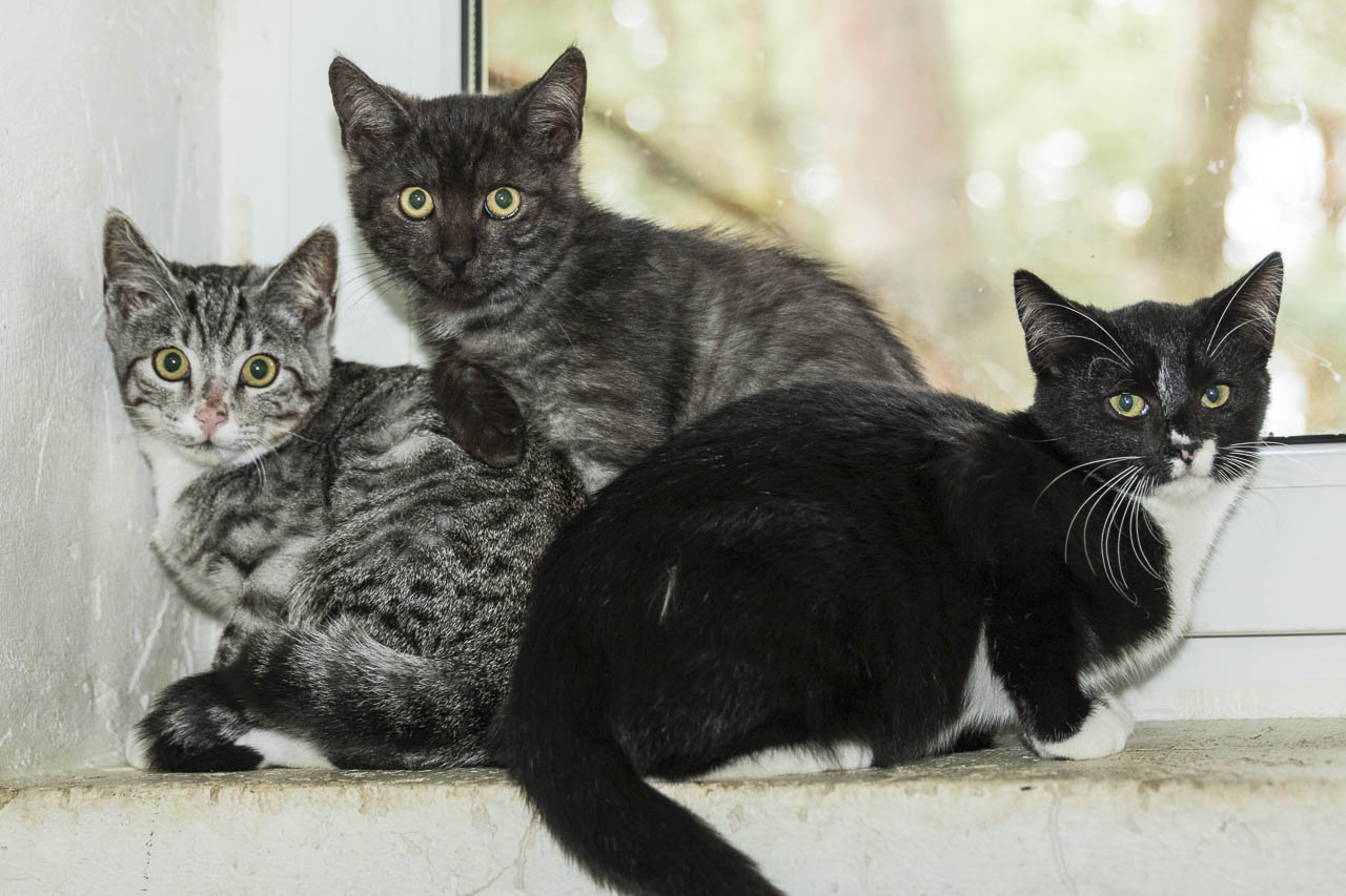 Katzenkinder im September 2017