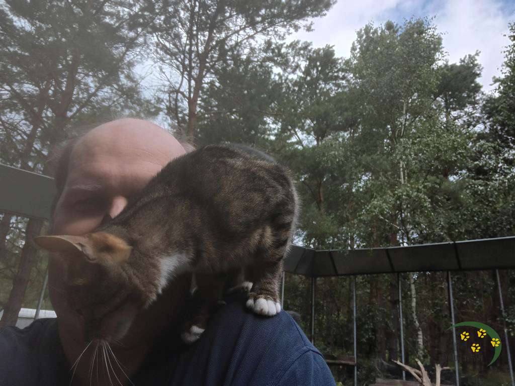  Zu wenig Kratzbäume?