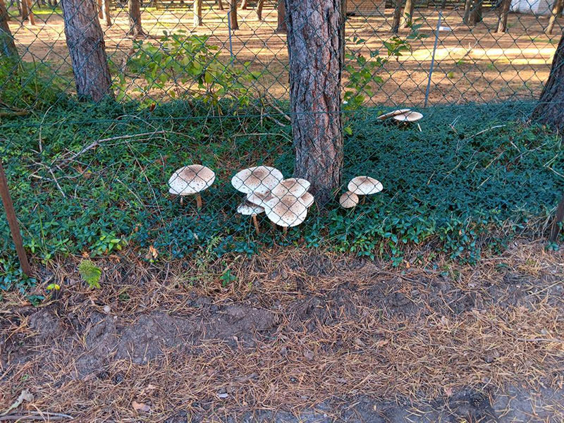 Waldtierheim Brandenburg - Pilze