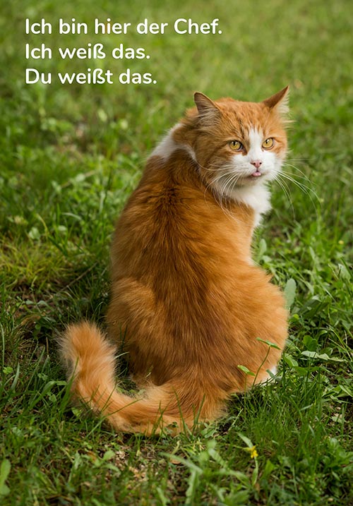 erfahrenes personal gesucht tierheim