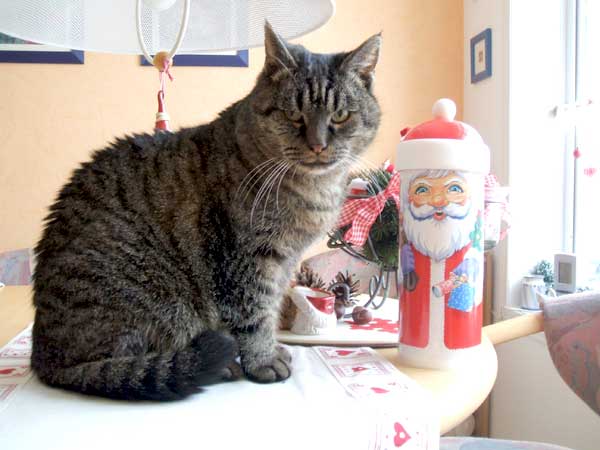 Bella, die Weihnachtskatze