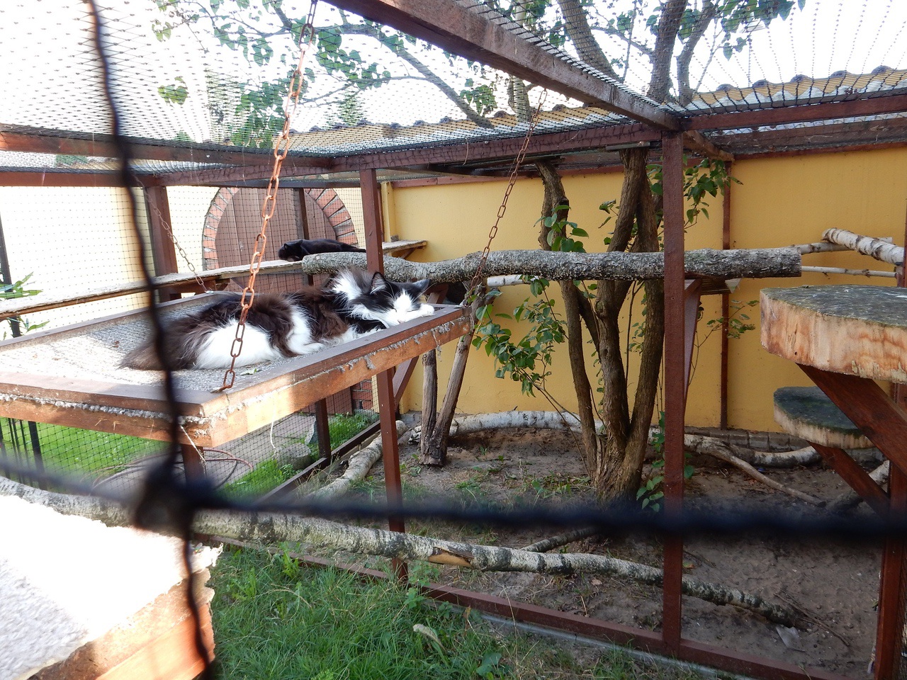 Shella, Jacky und Blacky