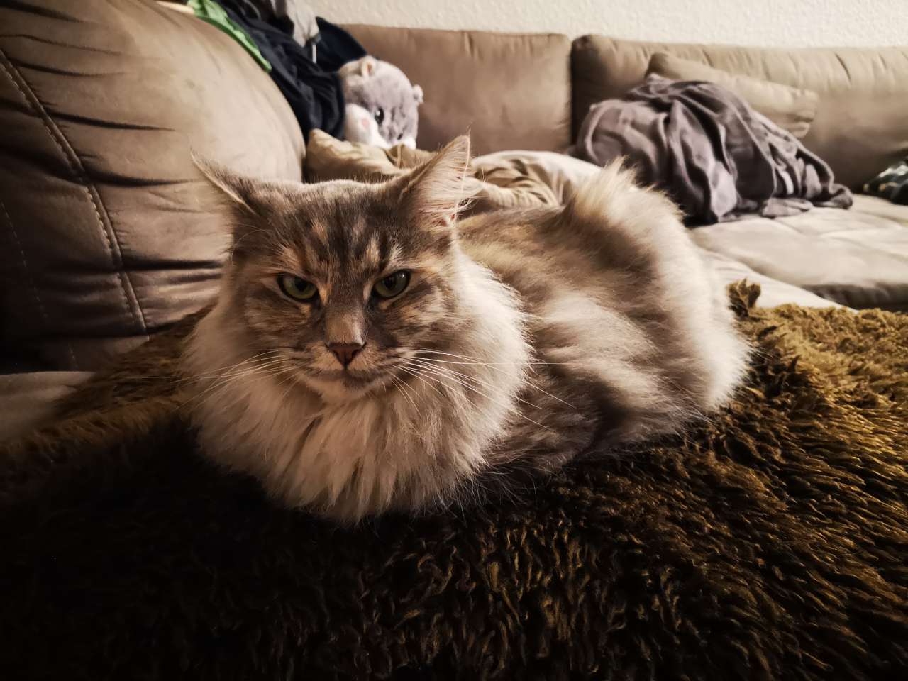 Ms. Flauschig