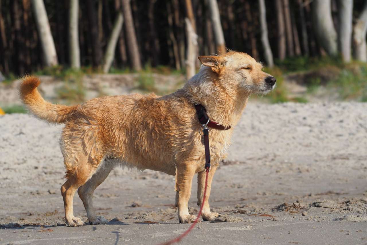 Kaja