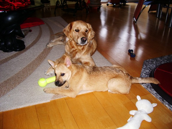 Pflegehunde