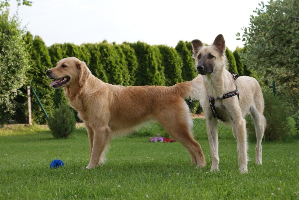 Pflegehunde