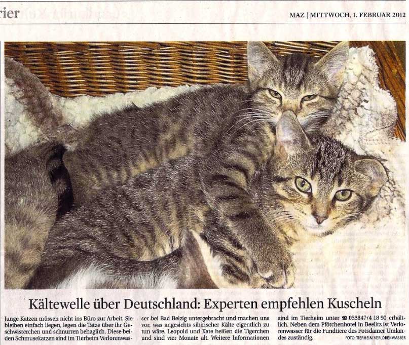 Katzenkinder
