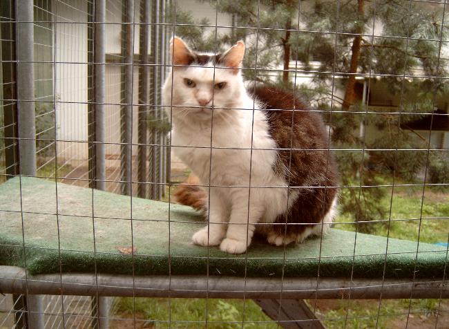 Blick ins Katzengehege