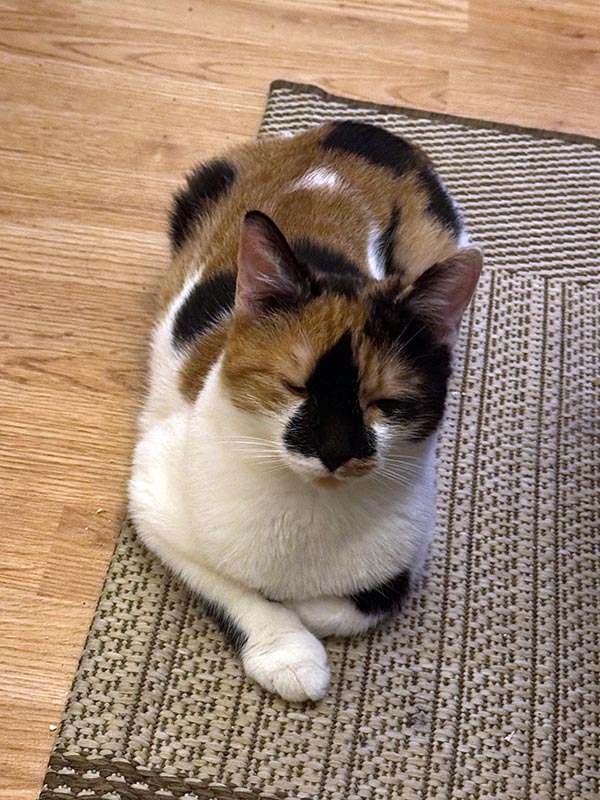 tierheim katze silly 5