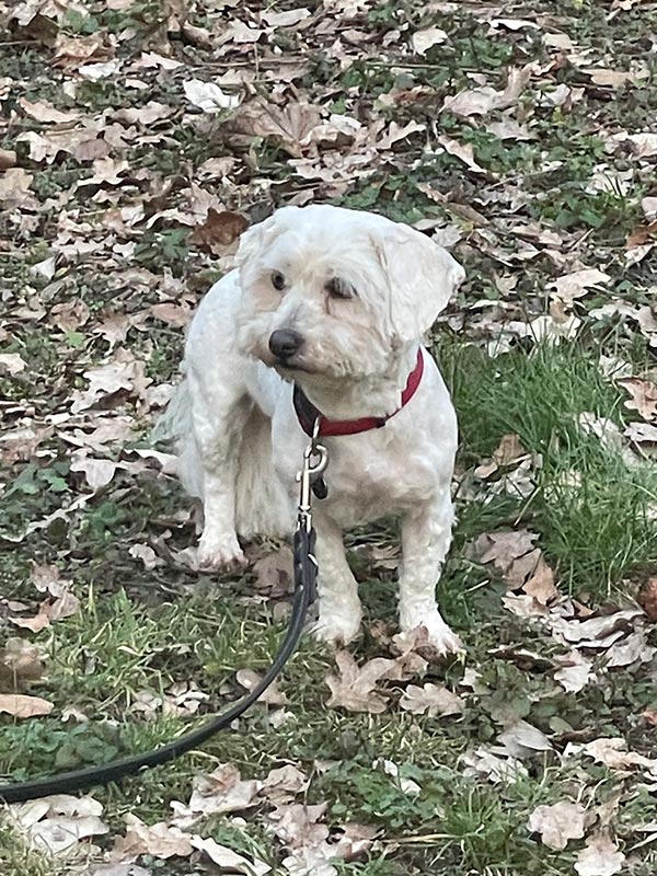 miri hund aus dem tierheim brandenburg 1