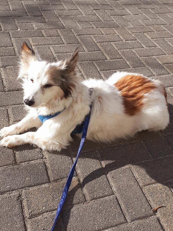 alma hund aus dem tierheim brandenburg 4