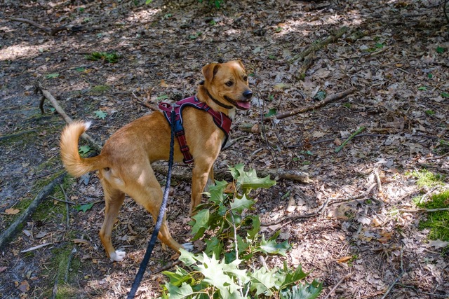 Aaron, jetzt Naro, aus dem Tierheim Verlorenwasser