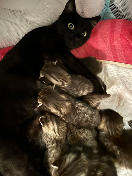 mina katzenmama - Tierheim Brandenburg, Berlin