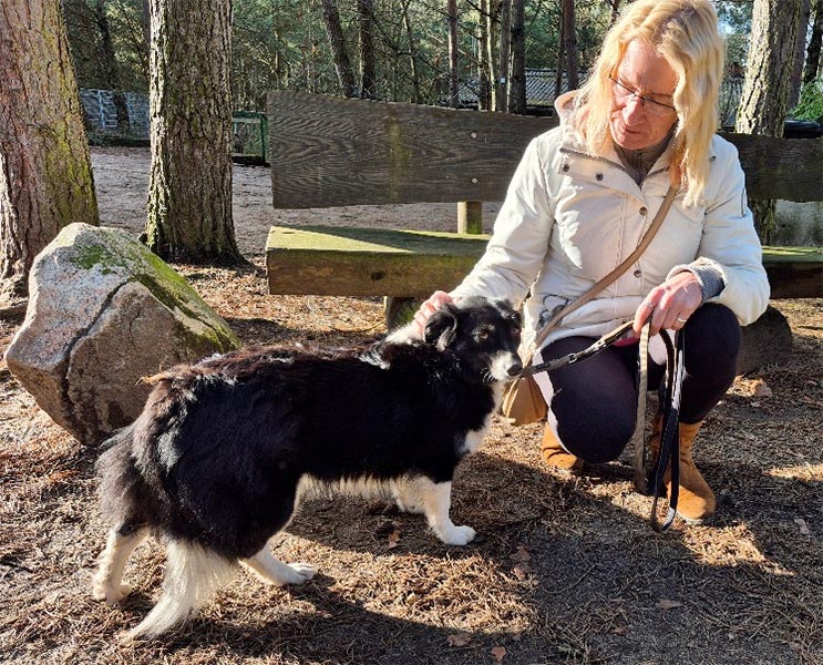 siva hund aus tierheim