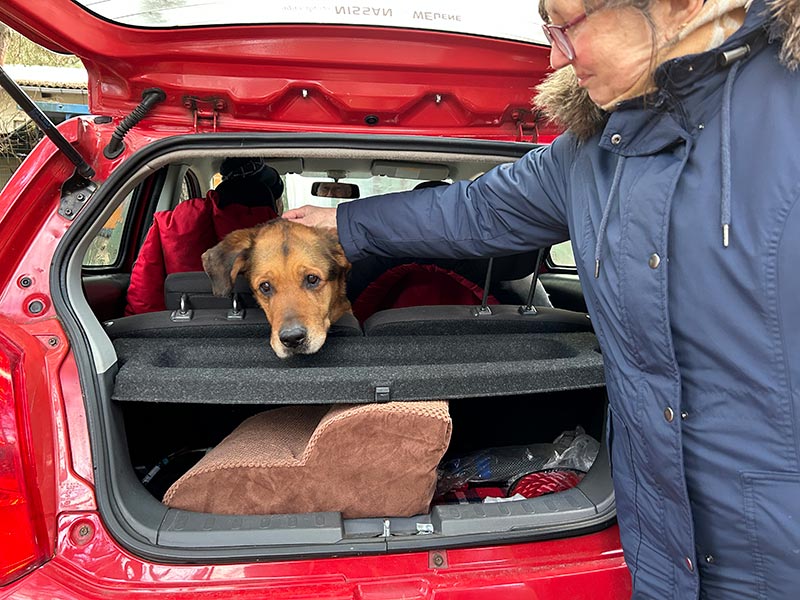 susi aus dem Tierheim