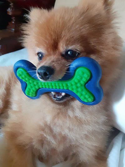 tierheim hund theo spielt