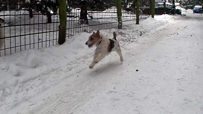 Post für Herrn Foxi