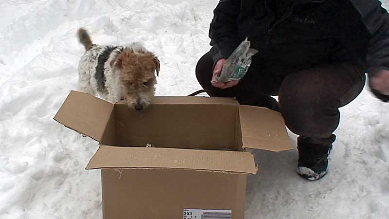 Post für Herrn Foxi