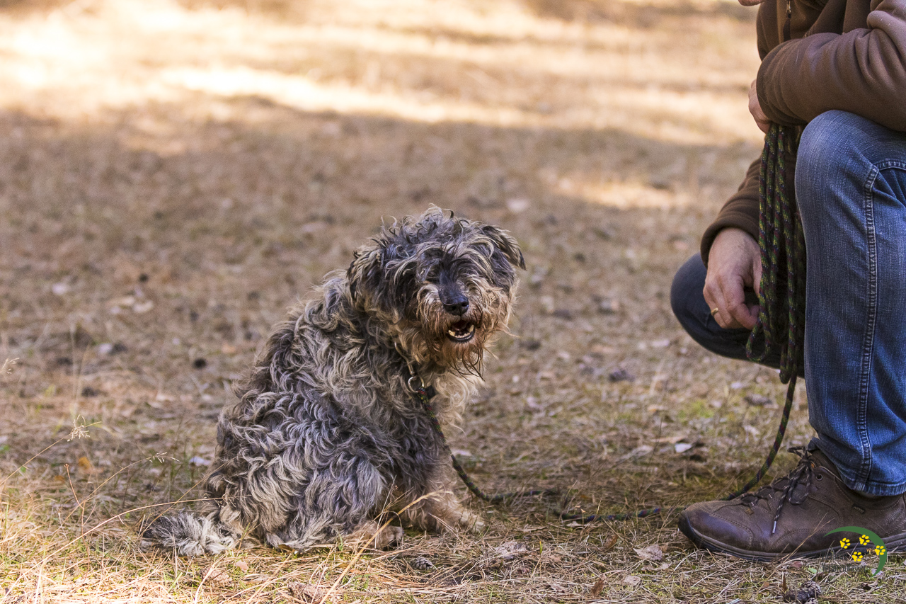 Hunde Tierheim Berlin Brandenburg