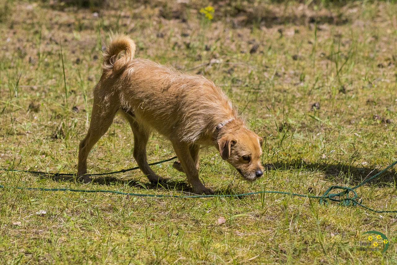 Tierheim Verlorenwasser Pino