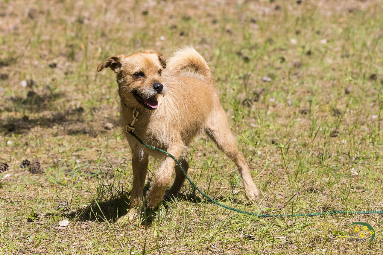 Tierheim Verlorenwasser Pino