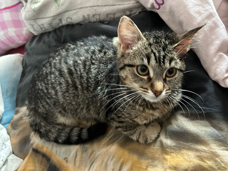 kater spock aus dem tierheim