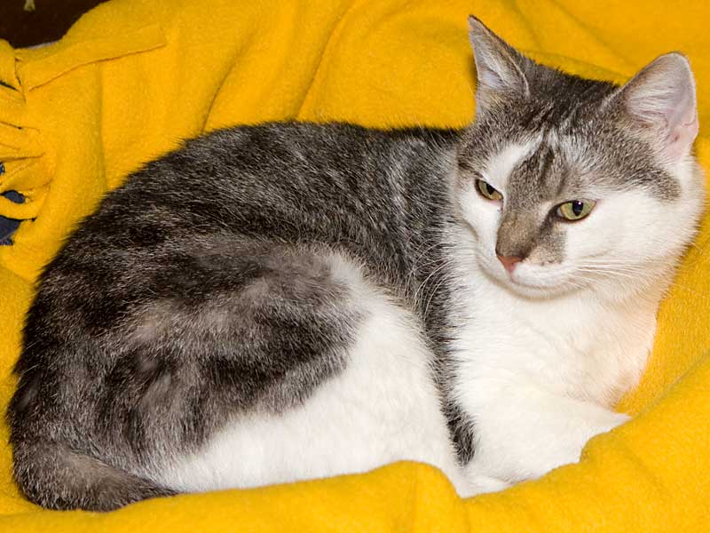 Dina